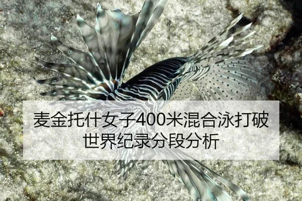 麦金托什女子400米混合泳打破世界纪录分段分析